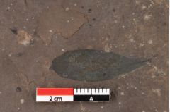 Foto (Detailansicht) von Plantae indet.  (NHMW-GEO-2024-0188-0480a)